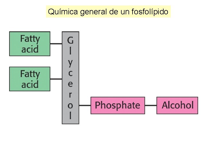 Química general de un fosfolípido 