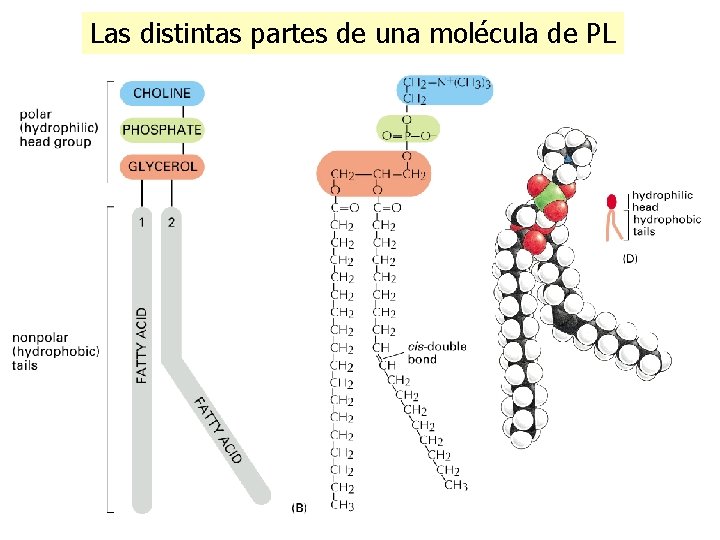 Las distintas partes de una molécula de PL 