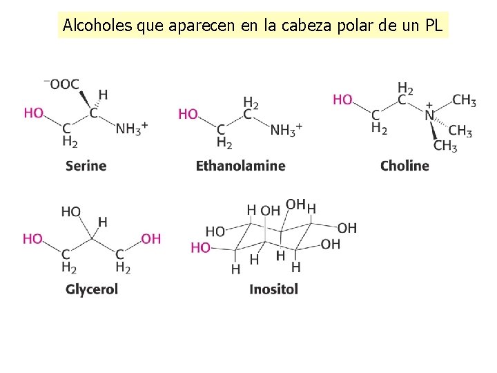 Alcoholes que aparecen en la cabeza polar de un PL 