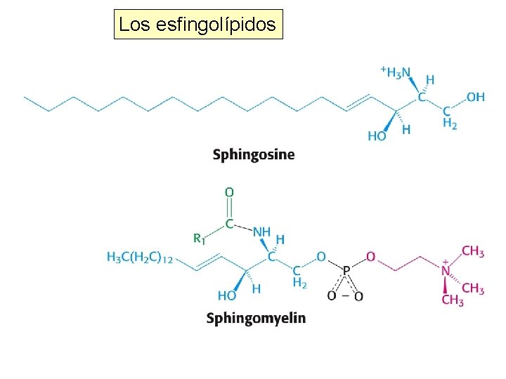 Los esfingolípidos 