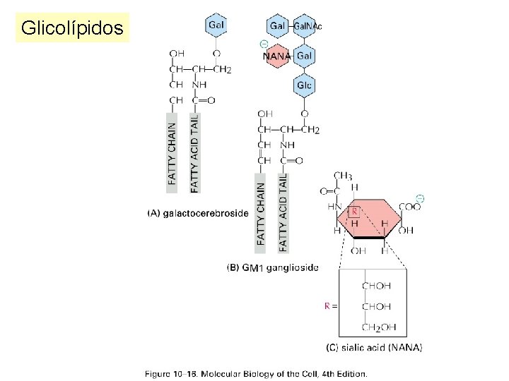 Glicolípidos 