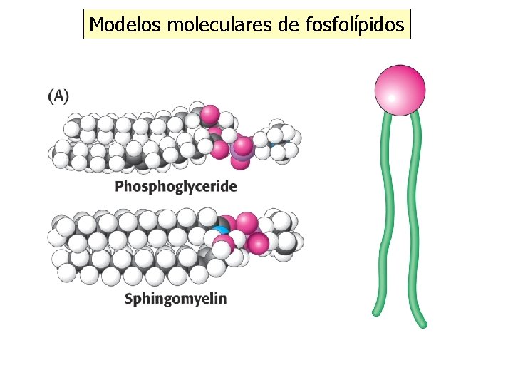 Modelos moleculares de fosfolípidos 