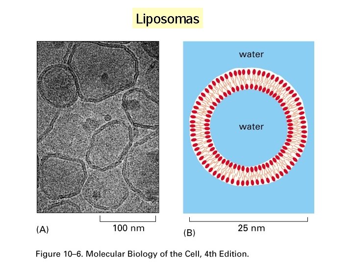 Liposomas 