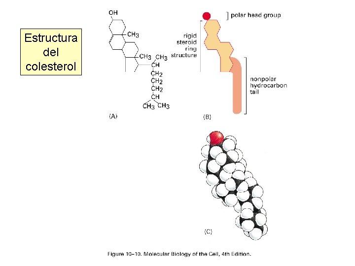 Estructura del colesterol 