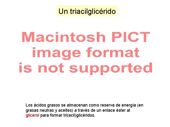 Un triacilglicérido Los ácidos grasos se almacenan como reserva de energía (en grasas neutras