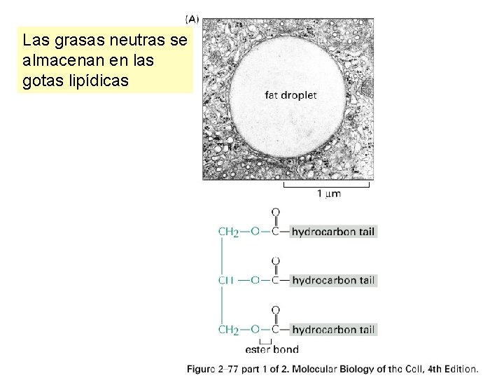 Las grasas neutras se almacenan en las gotas lipídicas 