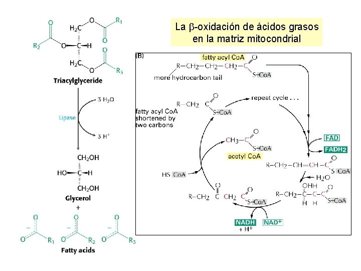 La b-oxidación de ácidos grasos en la matriz mitocondrial 