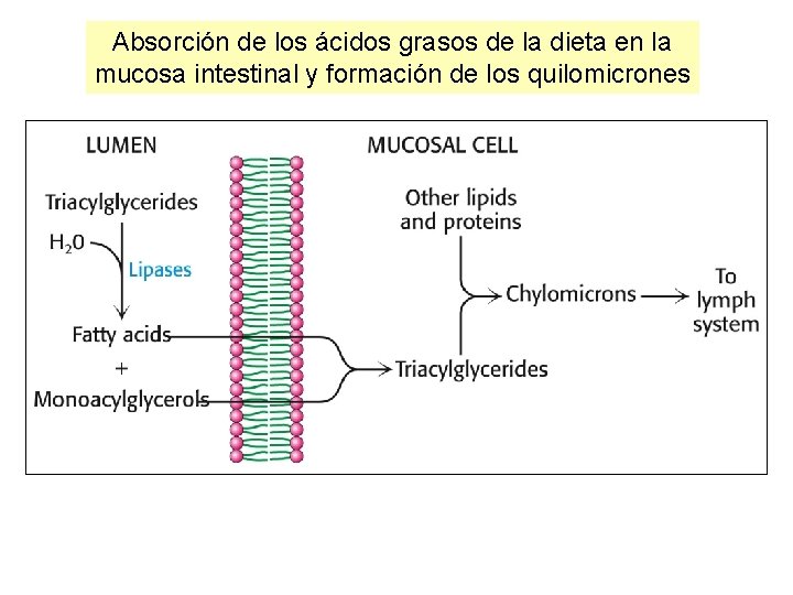 Absorción de los ácidos grasos de la dieta en la mucosa intestinal y formación