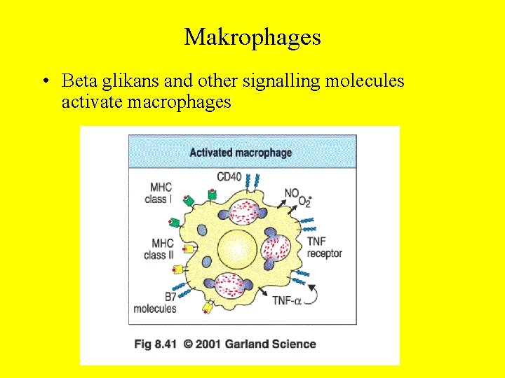 Makrophages • Beta glikans and other signalling molecules activate macrophages 