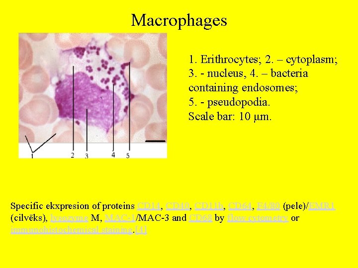 Macrophages 1. Erithrocytes; 2. – cytoplasm; 3. - nucleus, 4. – bacteria containing endosomes;