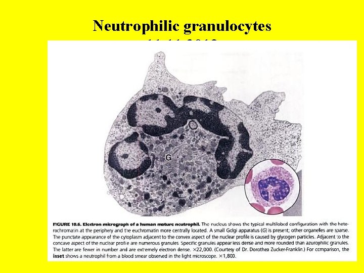 Neutrophilic granulocytes 11. 2013 