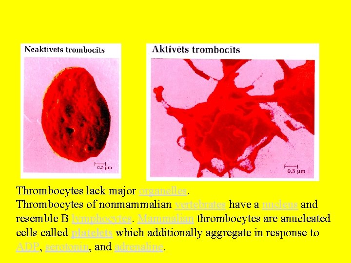 Thrombocytes lack major organelles. Thrombocytes of nonmammalian vertebrates have a nucleus and resemble B