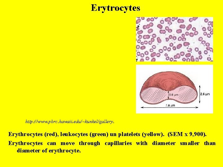 Erytrocytes http: //www. pbrc. hawaii. edu/~kunkel/gallery. Erythrocytes (red), leukocytes (green) un platelets (yellow). (SEM