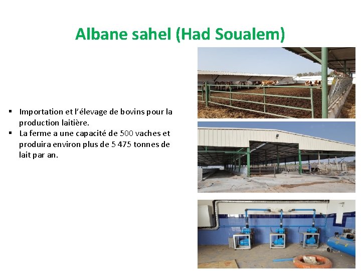Albane sahel (Had Soualem) § Importation et l’élevage de bovins pour la production laitière.