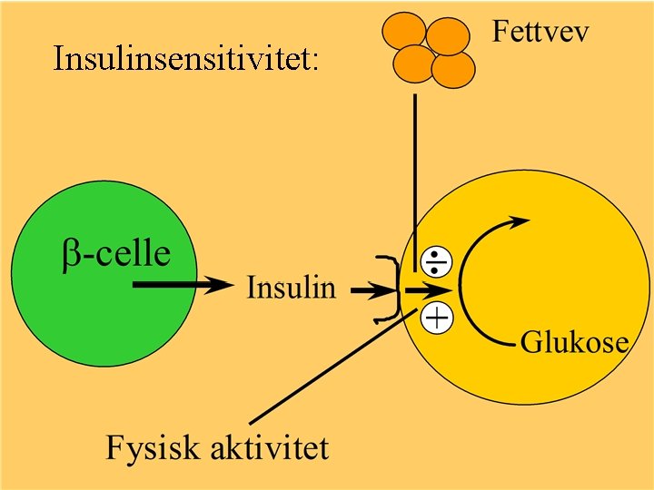Insulinsensitivitet: 