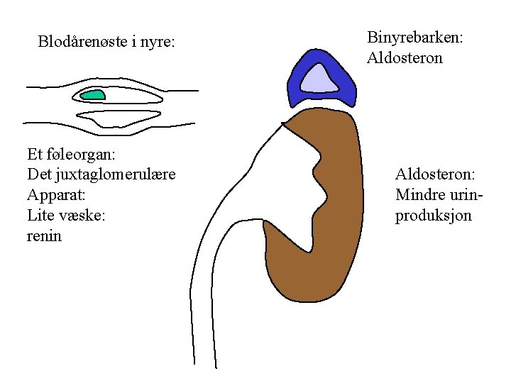 Blodårenøste i nyre: Et føleorgan: Det juxtaglomerulære Apparat: Lite væske: renin Binyrebarken: Aldosteron: Mindre