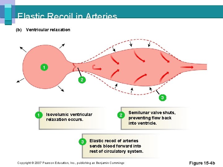 Elastic Recoil in Arteries (b) Ventricular relaxation 1 2 3 1 Isovolumic ventricular relaxation