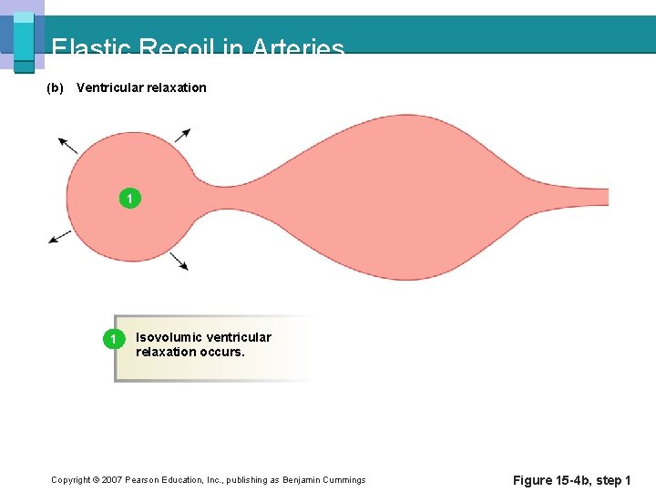 Elastic Recoil in Arteries (b) Ventricular relaxation 1 1 Isovolumic ventricular relaxation occurs. Copyright