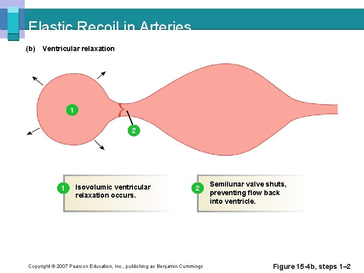 Elastic Recoil in Arteries (b) Ventricular relaxation 1 2 1 Isovolumic ventricular relaxation occurs.