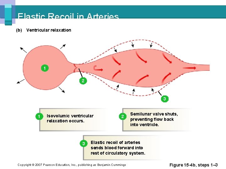 Elastic Recoil in Arteries (b) Ventricular relaxation 1 2 3 1 Isovolumic ventricular relaxation