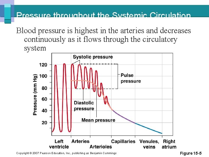 Pressure throughout the Systemic Circulation Blood pressure is highest in the arteries and decreases