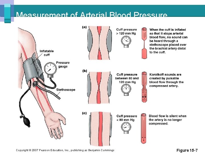 Measurement of Arterial Blood Pressure Copyright © 2007 Pearson Education, Inc. , publishing as