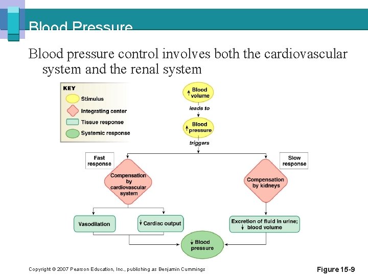 Blood Pressure Blood pressure control involves both the cardiovascular system and the renal system