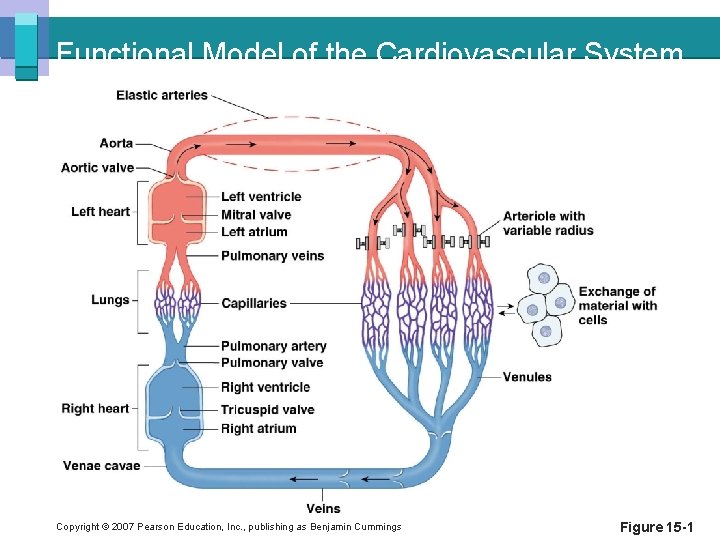 Functional Model of the Cardiovascular System Copyright © 2007 Pearson Education, Inc. , publishing