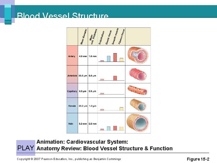 Blood Vessel Structure PLAY Animation: Cardiovascular System: Anatomy Review: Blood Vessel Structure & Function