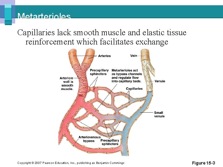 Metarterioles Capillaries lack smooth muscle and elastic tissue reinforcement which facilitates exchange Copyright ©