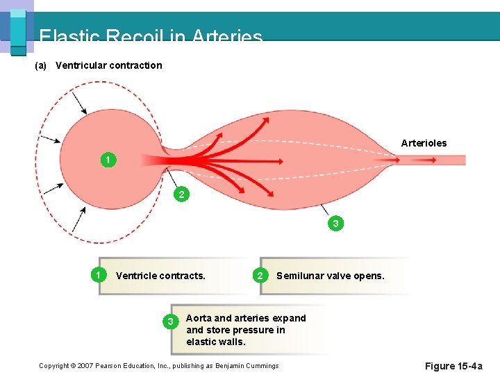 Elastic Recoil in Arteries (a) Ventricular contraction Arterioles 1 2 3 1 Ventricle contracts.