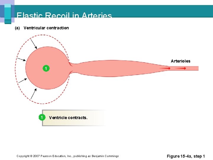 Elastic Recoil in Arteries (a) Ventricular contraction Arterioles 1 1 Ventricle contracts. Copyright ©