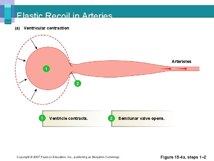 Elastic Recoil in Arteries (a) Ventricular contraction Arterioles 1 2 1 Ventricle contracts. 2