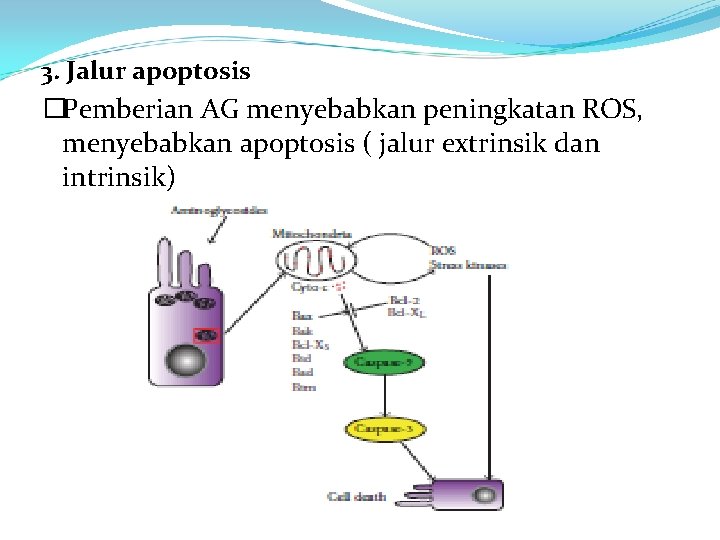 3. Jalur apoptosis �Pemberian AG menyebabkan peningkatan ROS, menyebabkan apoptosis ( jalur extrinsik dan