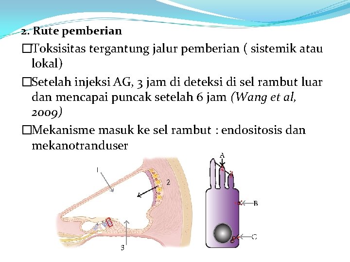 2. Rute pemberian �Toksisitas tergantung jalur pemberian ( sistemik atau lokal) �Setelah injeksi AG,