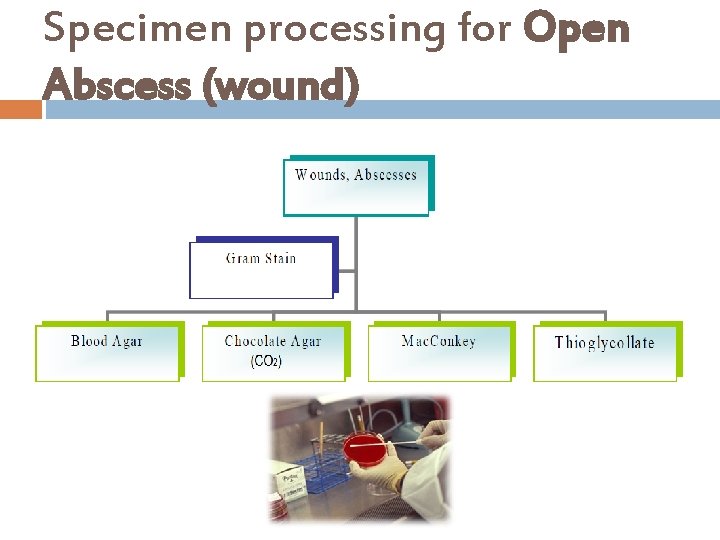 Specimen processing for Open Abscess (wound) 