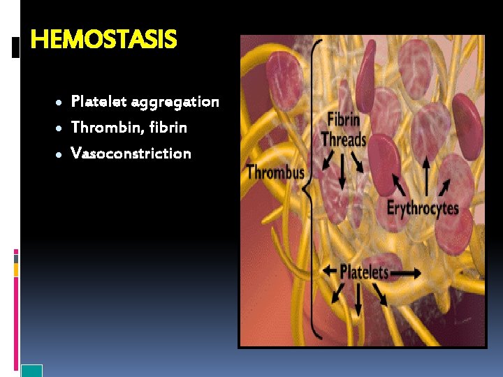 HEMOSTASIS Platelet aggregation Thrombin, fibrin Vasoconstriction 