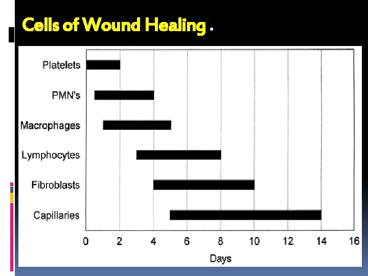 Cells of Wound Healing. 