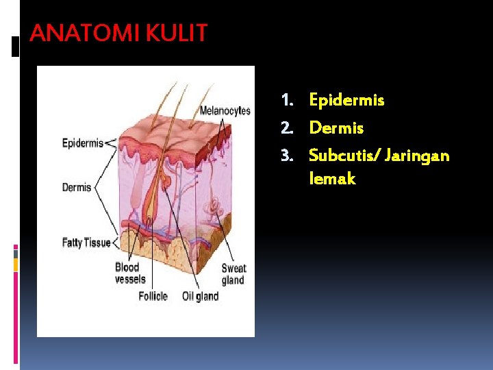 ANATOMI KULIT 1. Epidermis 2. Dermis 3. Subcutis/ Jaringan lemak 