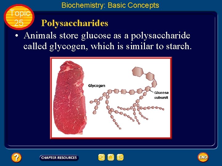 Topic 25 Biochemistry: Basic Concepts Polysaccharides • Animals store glucose as a polysaccharide called