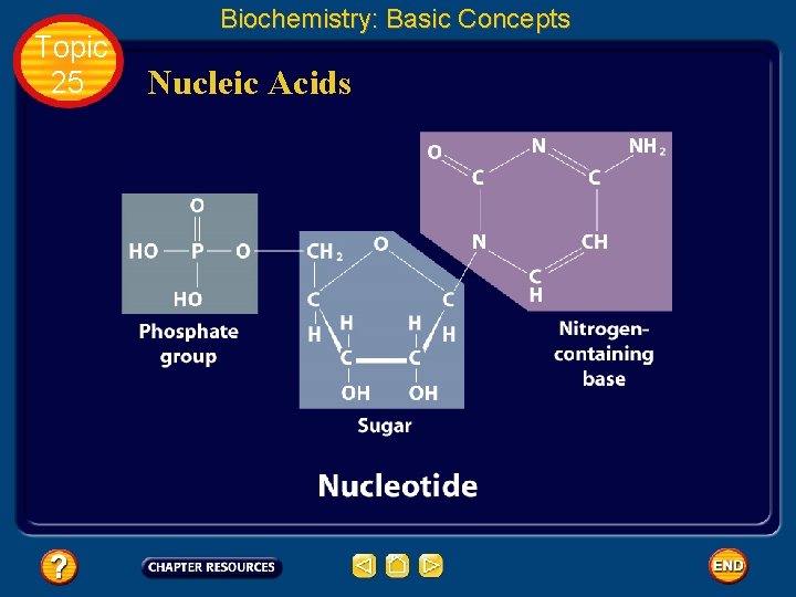 Topic 25 Biochemistry: Basic Concepts Nucleic Acids 