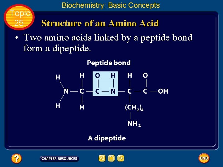 Topic 25 Biochemistry: Basic Concepts Structure of an Amino Acid • Two amino acids