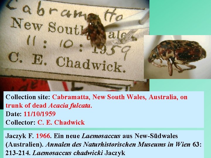 Collection site: Cabramatta, New South Wales, Australia, on trunk of dead Acacia fulcata. Date: