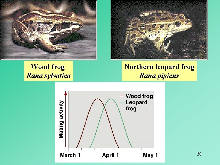 Wood frog Rana sylvatica Northern leopard frog Rana pipiens 30 