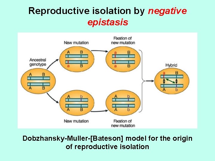 Reproductive isolation by negative epistasis Dobzhansky-Muller-[Bateson] model for the origin of reproductive isolation 