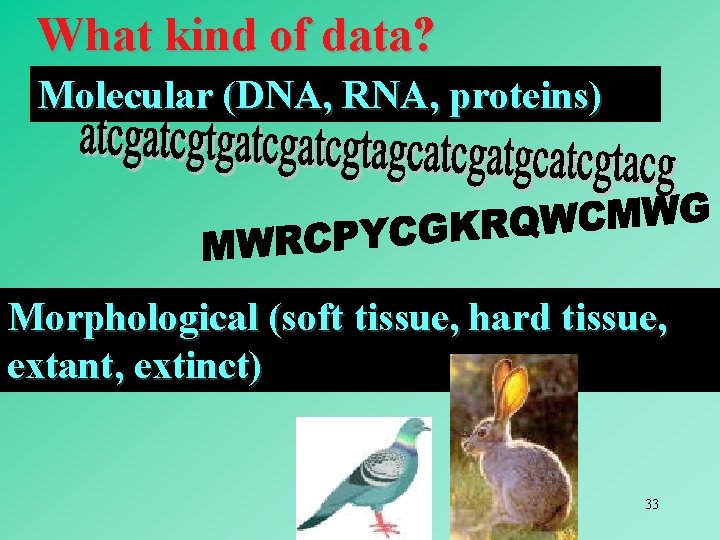 What kind of data? Molecular (DNA, RNA, proteins) Morphological (soft tissue, hard tissue, extant,