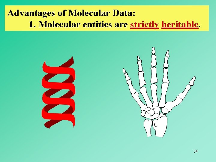 Advantages of Molecular Data: 1. Molecular entities are strictly heritable. 34 