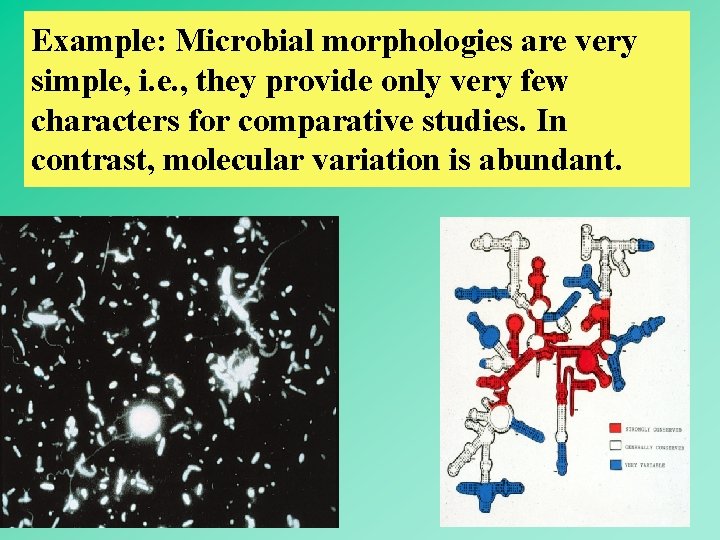 Example: Microbial morphologies are very simple, i. e. , they provide only very few