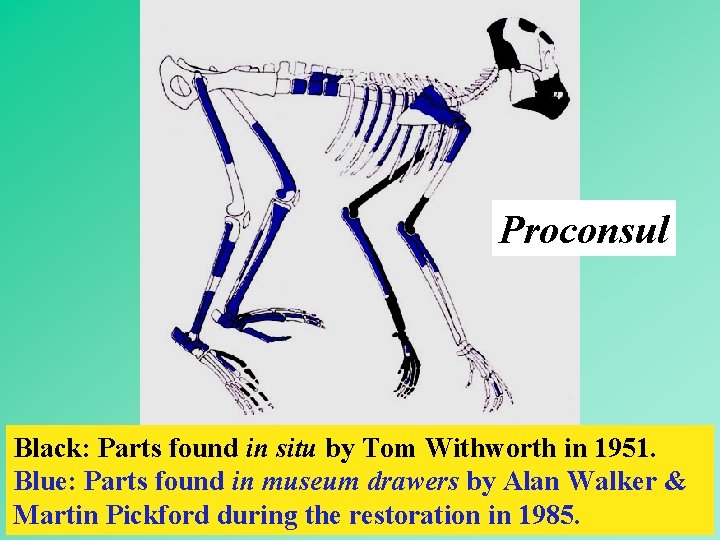 Proconsul Black: Parts found in situ by Tom Withworth in 1951. Blue: Parts found