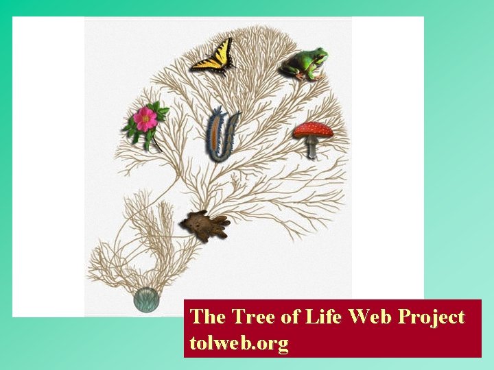 The Tree of Life Web Project 6 tolweb. org 